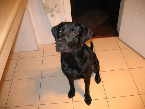 如何纠正狗狗爱咬人的习惯