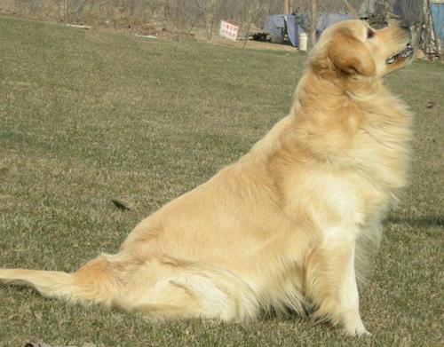 如何教狗狗做寻回动作