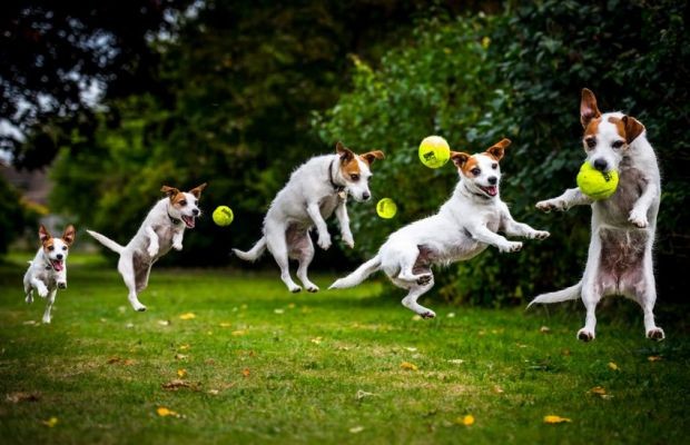 如何训练狗狗正确的跳跃