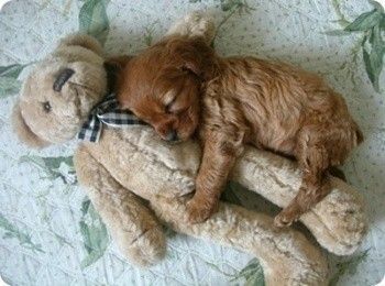 狗狗喜欢抱抱怎么办 如何纠正