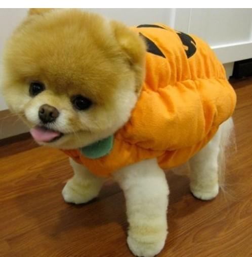 训练狗狗听到自己名字时回应