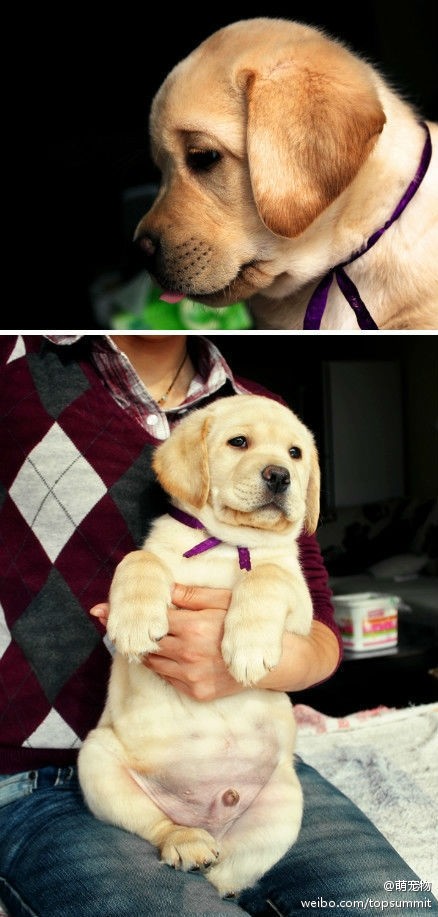 拉布拉多会表现出忧伤情绪吗?