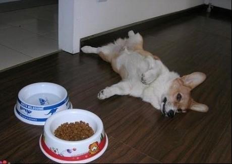 如何训练狗狗文明用餐礼仪