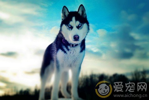 哈士奇为什么喜欢吃便便