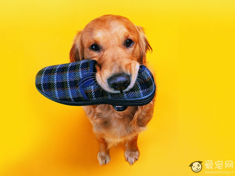 狗狗贫血有什么症状表现