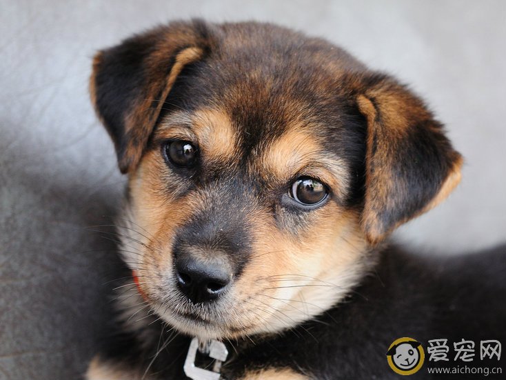 狗狗多长时间要体检一次?