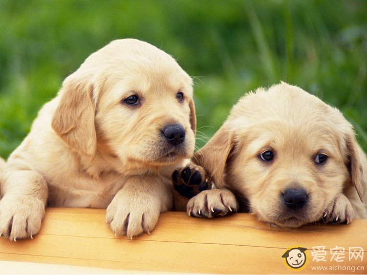 怎么避免狗狗食物中毒