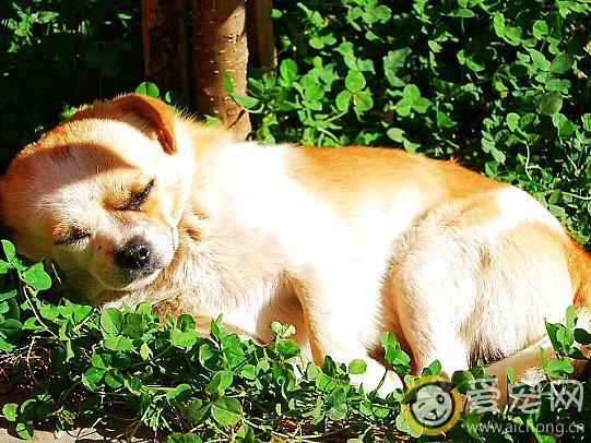 狗狗幼犬秋冬晒太阳的好处