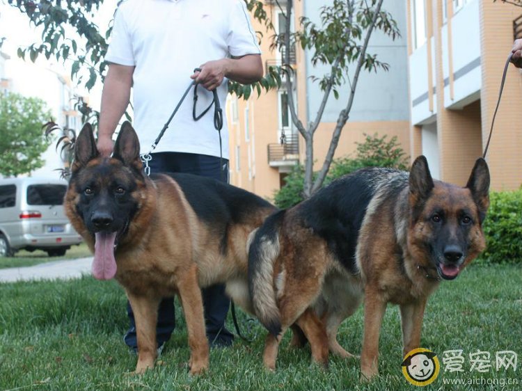 狗狗交配需要多长时间