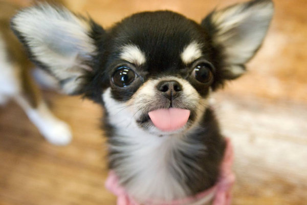 吉娃娃好养吗 如何饲养?