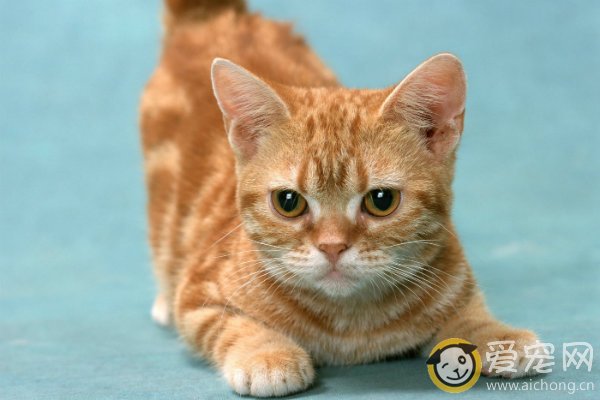 养猫新手必知的五个注意事项