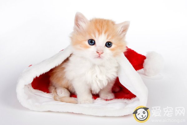 猫主人要制定猫咪吃饭的规矩