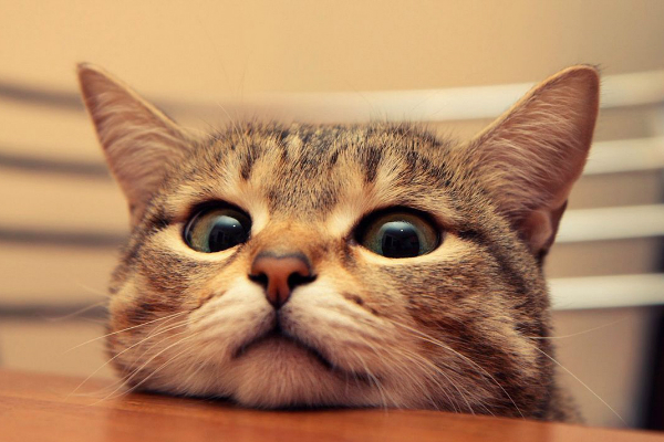 猫咪爱挑嘴不吃饭怎么办