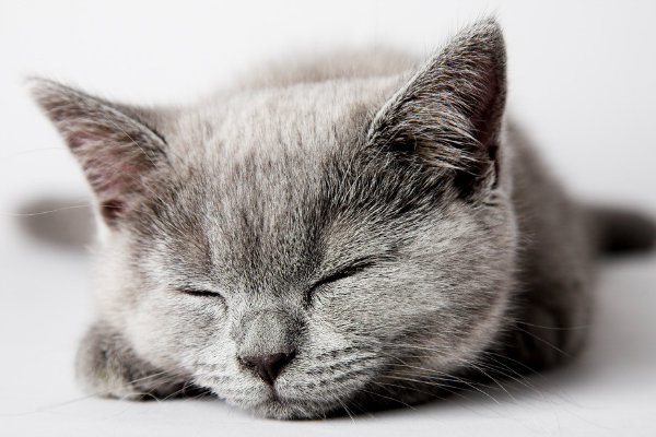 猫不爱吃鱼怎么办 寻找它爱的口味