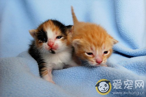 刚出生的猫怎么养 喂什么好
