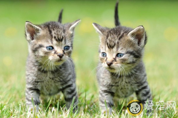 猫咪的喂养要掌握四个要点