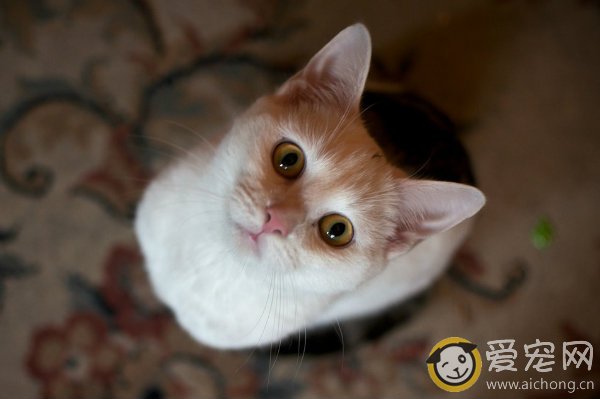 养猫好吗 看看养猫的八大好处