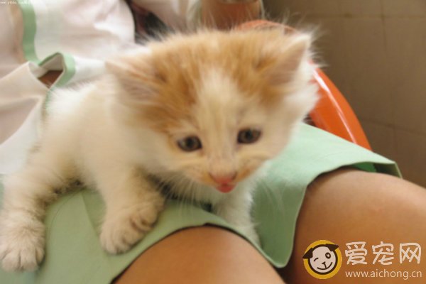 选猫知识：家里适合养什么猫