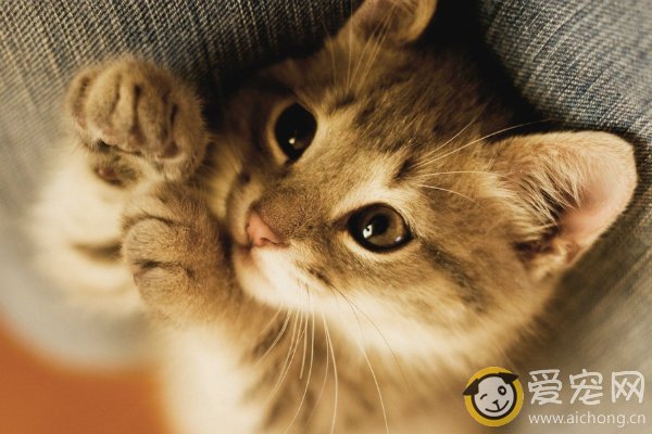 如何选猫 选择猫咪看两个方面