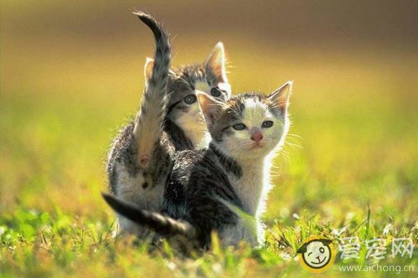 去哪里购买猫咪比较好