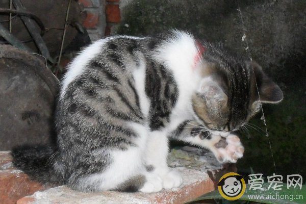 你知道猫为什么爱干净吗?