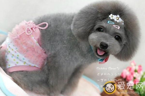 教你狗狗卫生裤简单方法