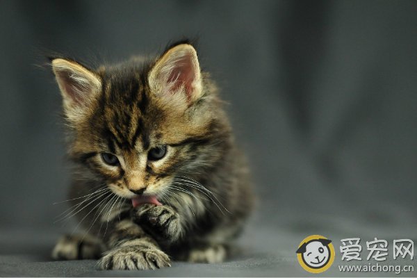 猫咪为什么经常舔毛