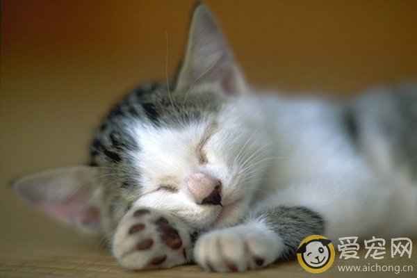 猫咪是通过气味判断食物