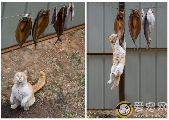 猫吃鱼的营养价值