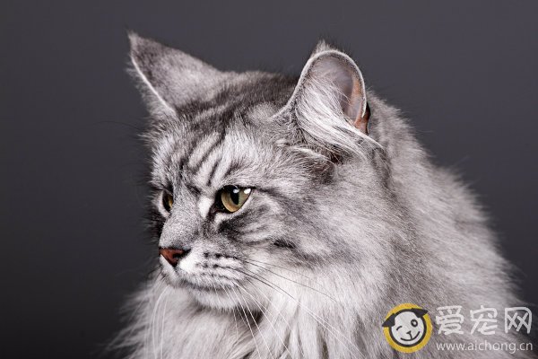 主人别让猫咪做素食主义者