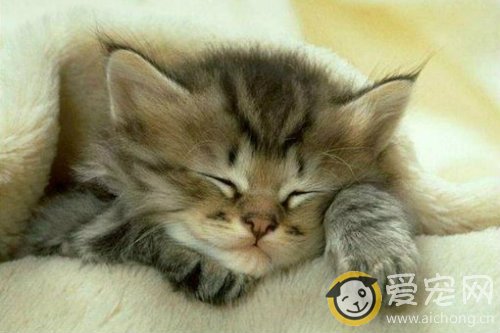 猫咪喜欢钻被窝如何纠正