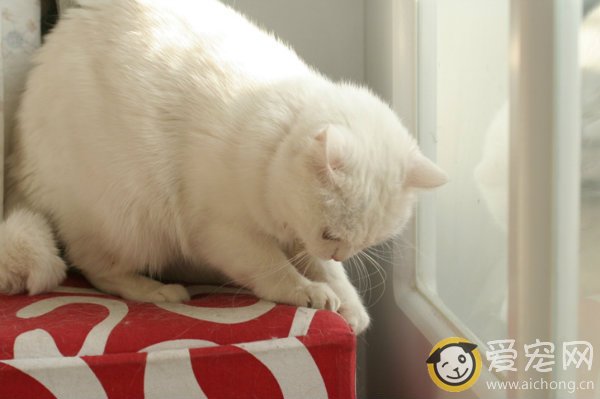 为什么猫咪爱磨爪子呢