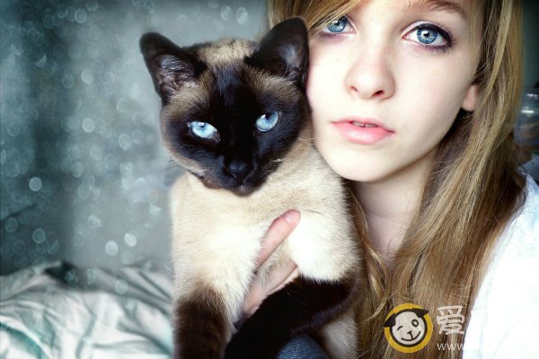 让猫咪不怕生人的训练办法