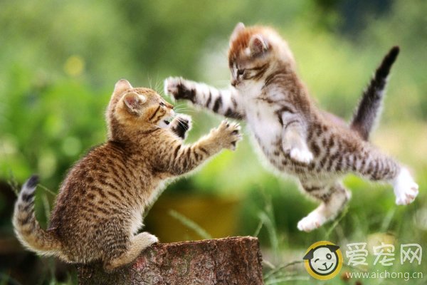 猫咪游戏爱咬人怎么办