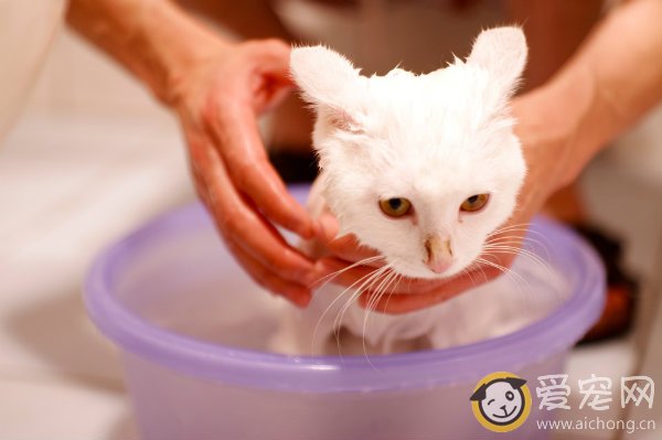 如何给猫咪洗澡 多久洗一次