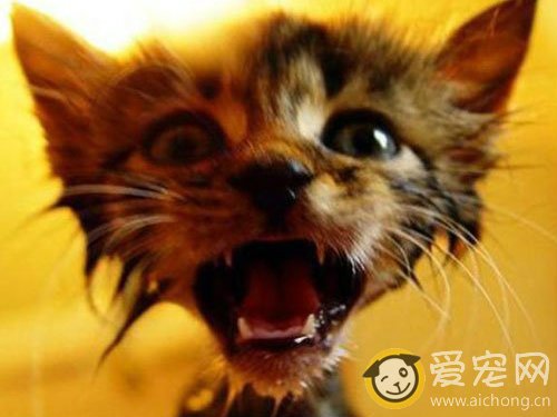 猫咪害怕洗澡该怎么办