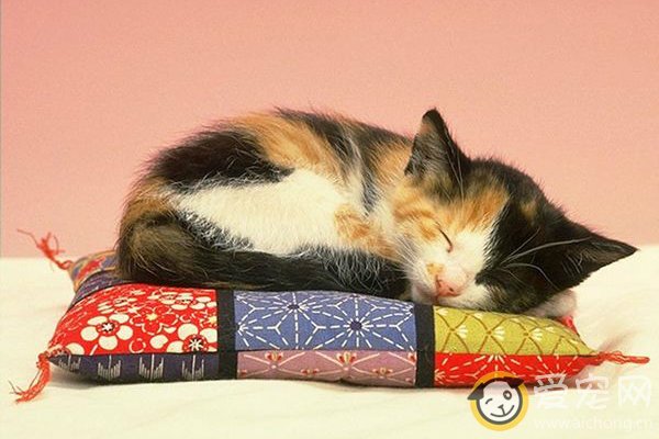 三色猫一定是母猫 为什么？