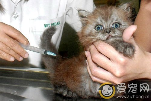 猫咪打疫苗危险吗 有什么反应