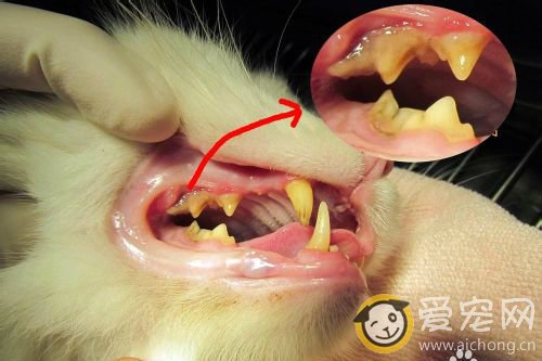 小猫牙龈红肿出血怎么办