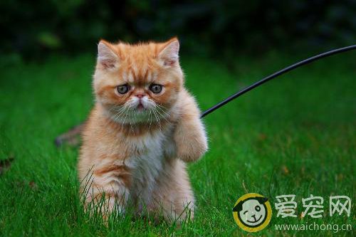 你知道猫咪为什么吐毛球吗