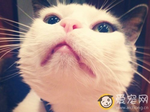 猫下巴的小黑点是什么