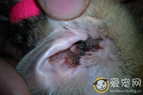 猫耳朵里有黑色的东西 是什么