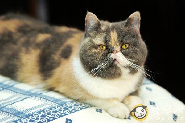 猫咪衰老的表现