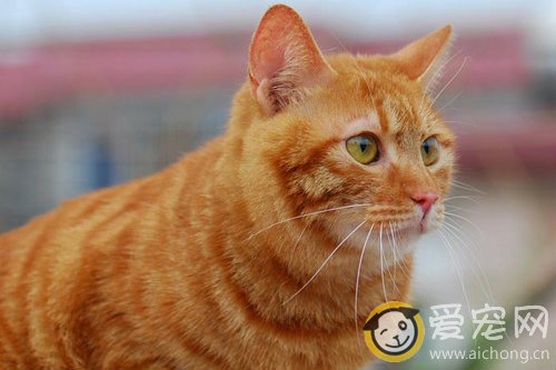 小猫便秘的症状和原因