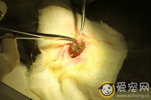 猫咪绝育手术前要做的准备