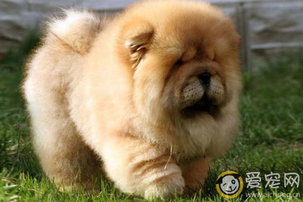 纯种松狮犬的性格特点