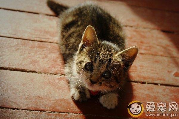 如何让猫咪知道自己的名字