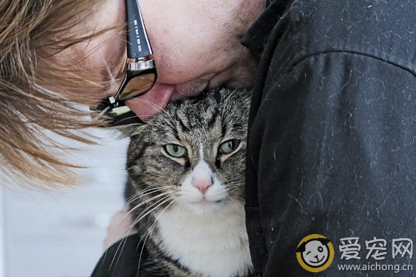 猫咪害怕陌生人怎么办