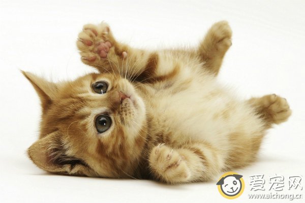 怎么让猫咪过来的训练方法