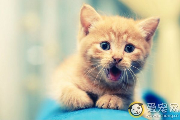 如何训练猫听懂常见命令